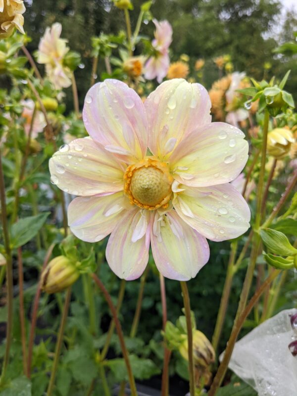 Appleblossom - Tuber