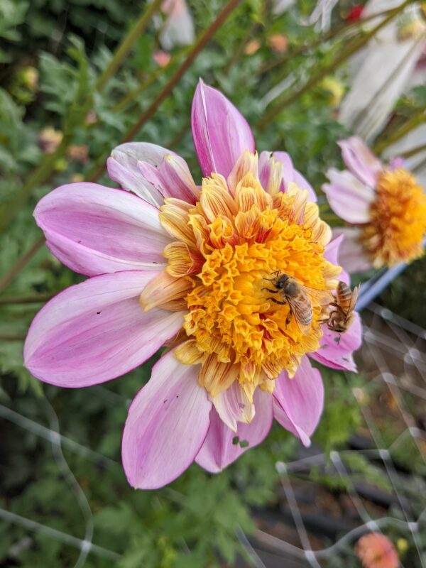 Bee Mine - Tuber