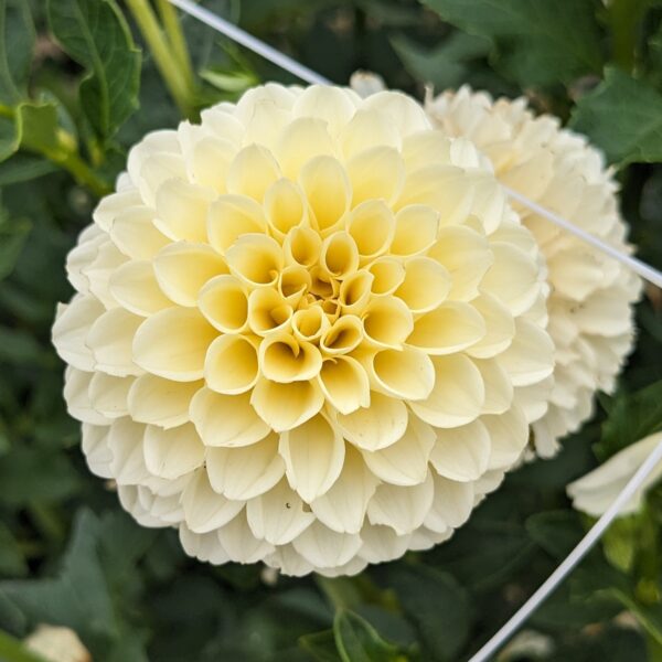 Creamy - Tuber