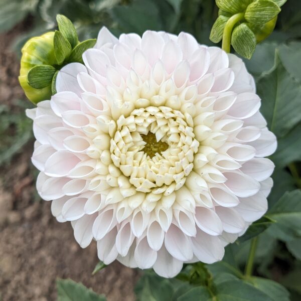 Pink Pearl - Tuber
