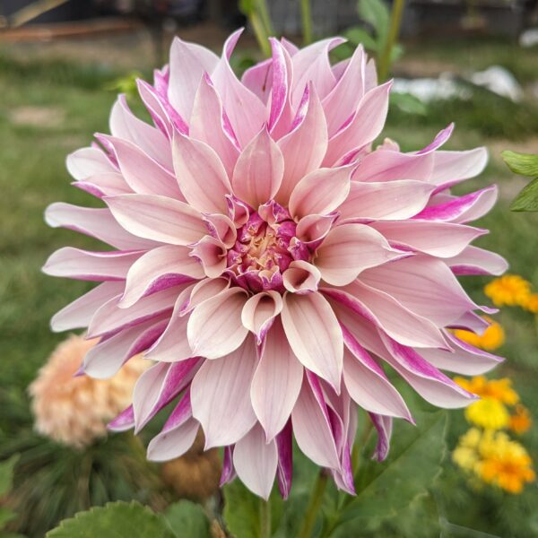 River's Artichoke - Cutting