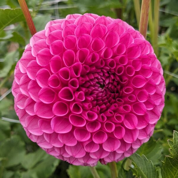 Tahoma April - Tuber