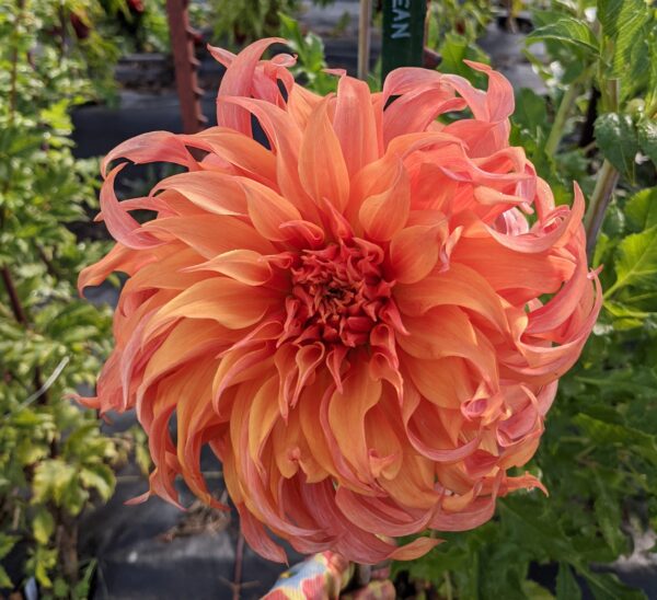 Bloomquist Jean - Tuber