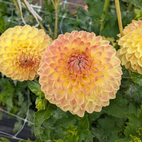 Blyton Softer Gleam - Tuber