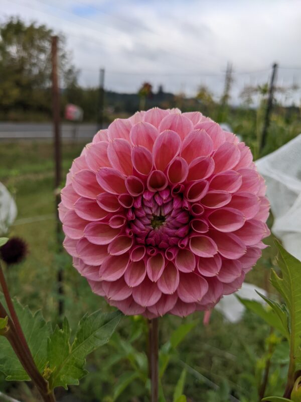 Braken Rose - Tuber