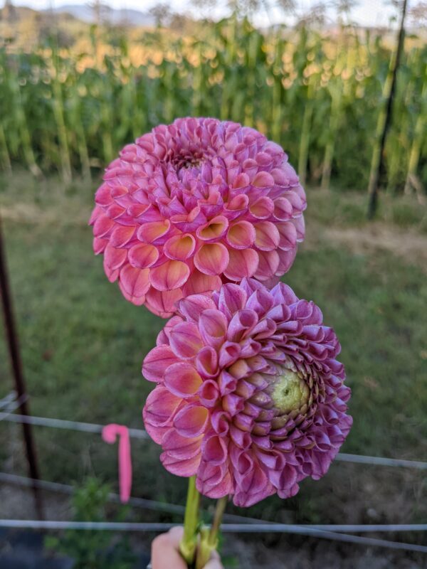 Caitlin's Joy - Tuber