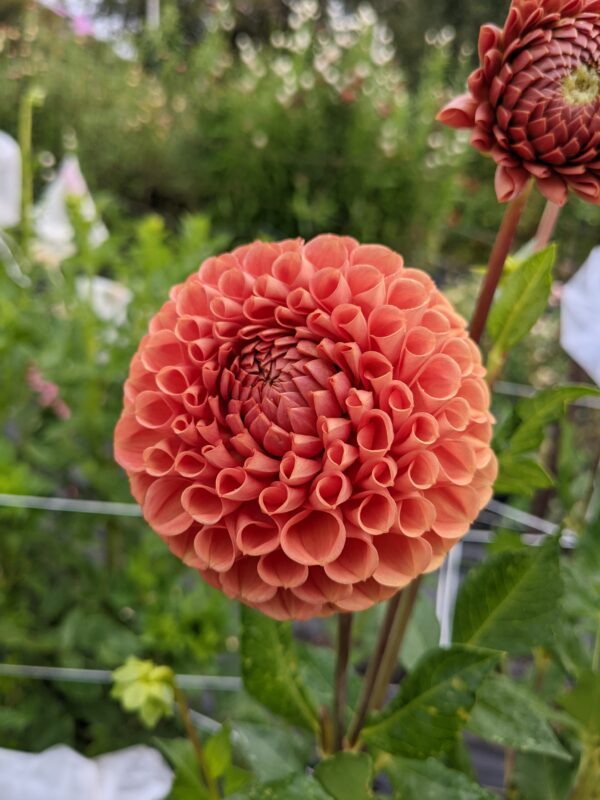 Cornel Bronze - Tuber