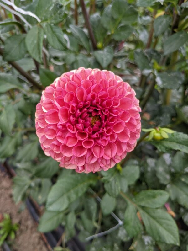 Ferncliff Rusty - Tuber