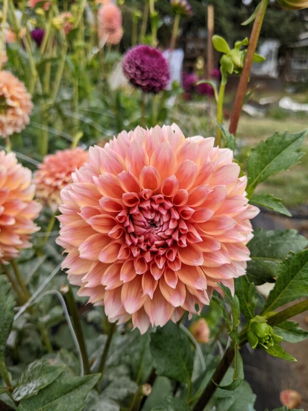 Hollyhill Orange Ice - Tuber