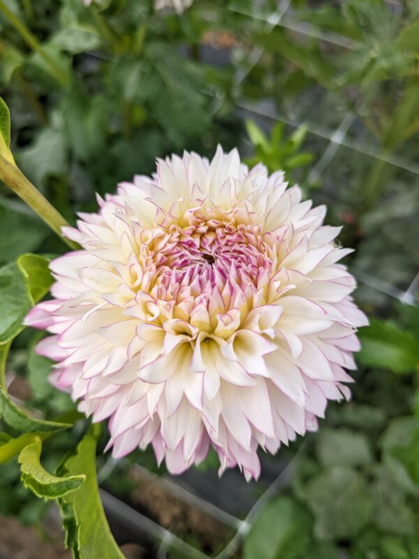 Hollyhill Pinkie - Tuber