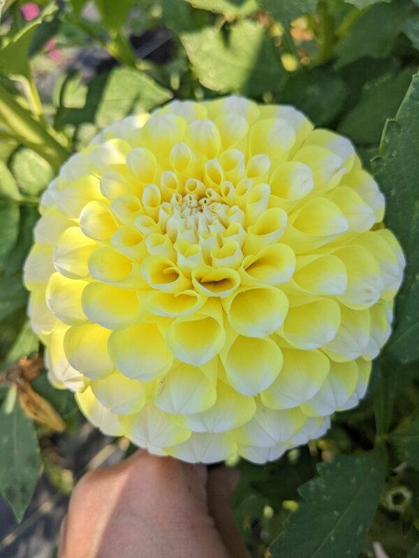 River's Yellow Snow - Tuber