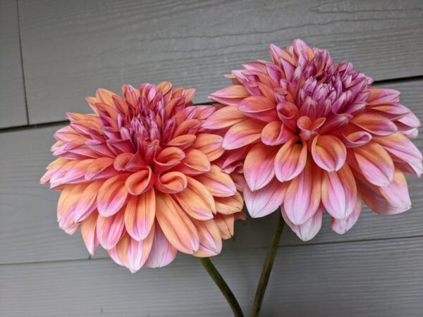 Robann Creamsicle - Tuber