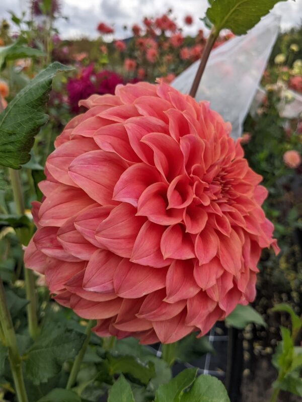 Sylvia Craig Hunter - Tuber