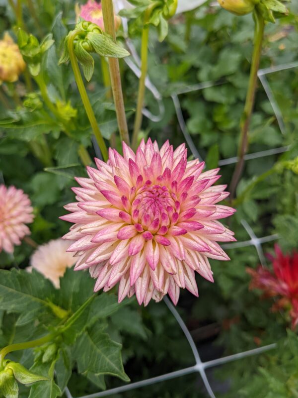 Valley Porcupine - Tuber