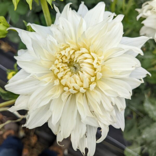 Wynn's Ghostie - Tuber