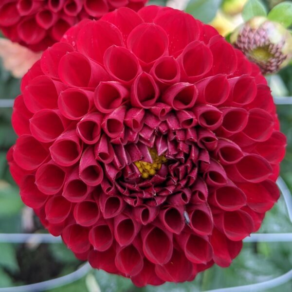 Barbarry Red Dwarf - Tuber