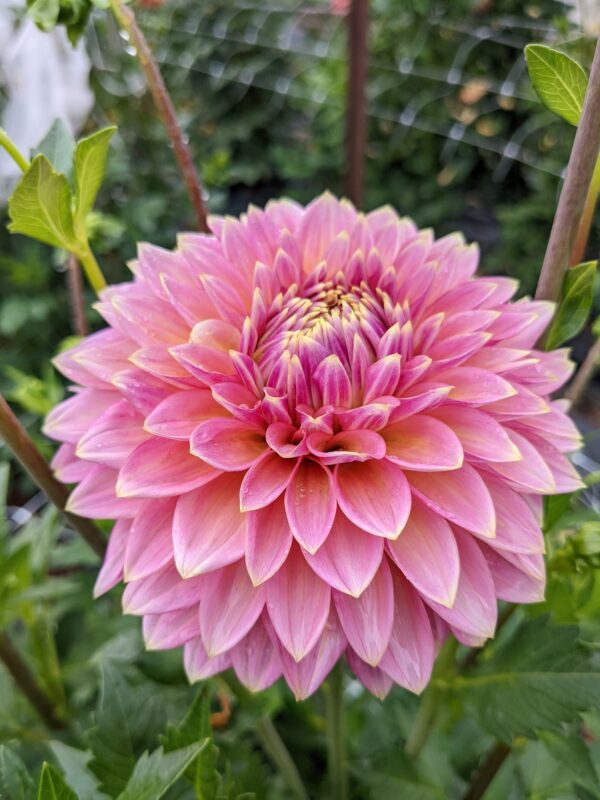 Bloomquist Mojo - Tuber