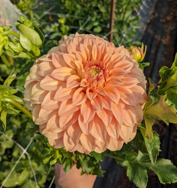 Bracken Palomino - Tuber