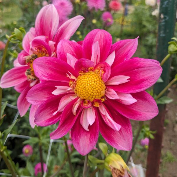 Edith Jones - Cutting