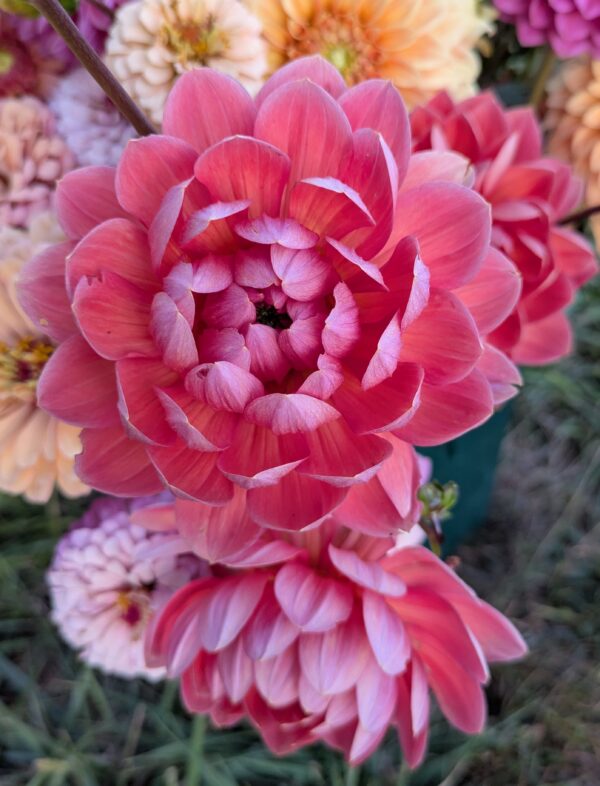 Hollyhill Daydream - Cutting