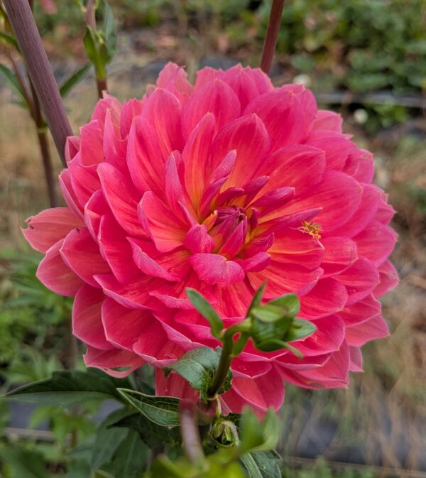 Hollyhill Pandora - Cutting