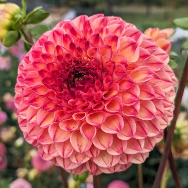 Iler's Paula - Tuber