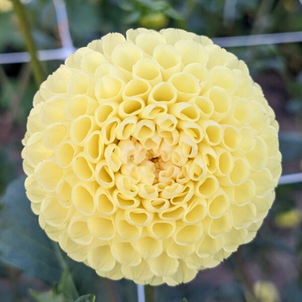 Little Scottie - Tuber