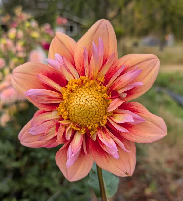 Orange Hype - Cutting