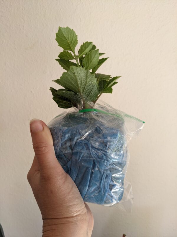 Hapet Old Charm - Cutting