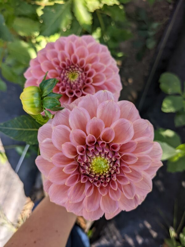 Rock Run Ashley - Tuber