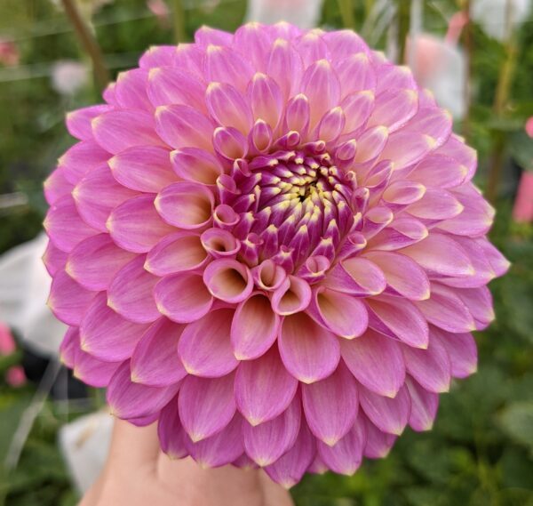 Skipley Spot of Gold - Tuber