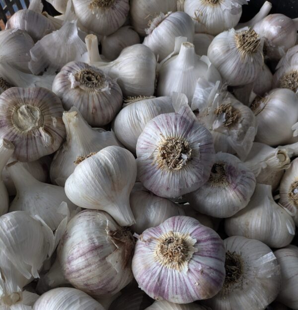 Khabar - Garlic 1lb