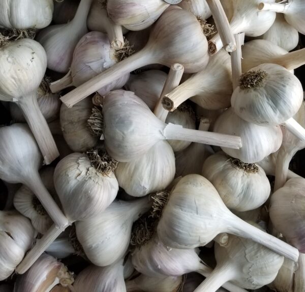 Northern White - Garlic 1lb